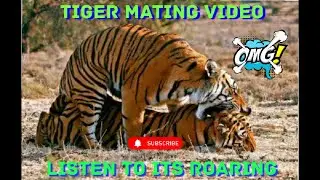 Tiger mating video  .sound on listen to its roaring