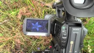 AUTUMN GENTIAN