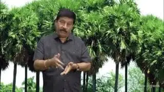 Palm tree good habbid