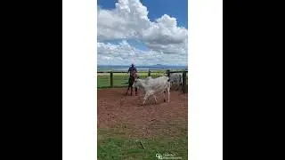 Todo grande touro possui um grande mae, voc&ecirc; concorda ?