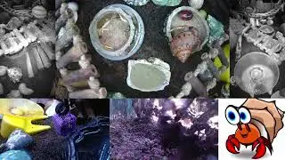 Time Lapse of 24x7 Hermit Crab Live Stream January 25th - January 26th 2026 (30x)
