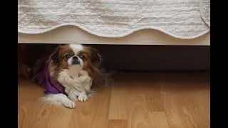Dr. Don: How to avoid dog bites