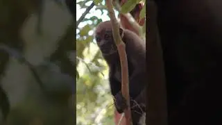 The baby Ape riding the TREE!#shorts #peaceful |