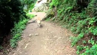 Bhutan  Taktshang Goemba Tiger's Nest Monastery　Guide dog　