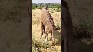 best#amazing #donkey breeding #veralshorts