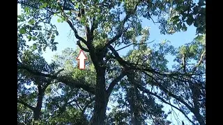 How to Pull Down a Hung-up Tree Limb that&rsquo;s too High to Reach