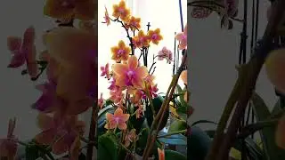 Yeni alınan orkide karantina ve yapılması gerekenler #orkide #orchid #flowers #orchids #plants