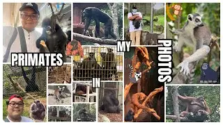 All Primates in my photos