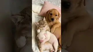 Tiny Paws, Big Hearts: Puppy & Kitten Care for Their Baby Friend 🐶🐾✨