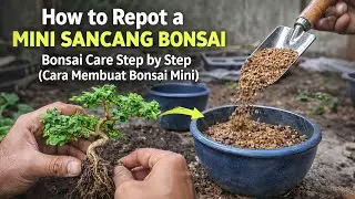 Cara Membuat Bonsai Sancang Mini | Premna Microphylla  #bonsaitree