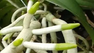 Super Enraizador Para Orquídeas
