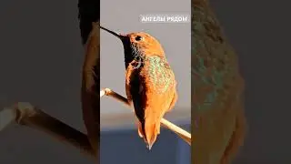 АНГЕЛЬСКАЯ ПТИЧКА ЖИВЕТ У МЕНЯ НА БАЛКОНЕ #god #birds #lovebirds #angel #moments #humingbird #movie