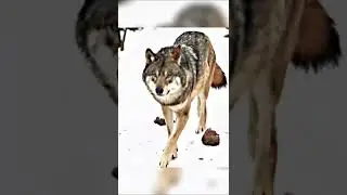 WOLF VS LION #shorts