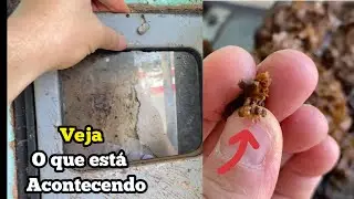 VEJA O QUE ESTÁ ACONTECENDO COM OS ENXAMES…