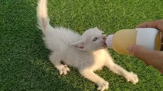 Rescue Kitten Gets So Wild He Even Starts Biting &mdash; Extreme Hunger Behavior!