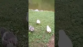 Tr&ecirc;s patos curiosos (Duck)
