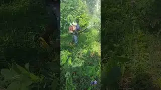 Cultivos de guandu, &aacute;rea nole duima comarca ng&auml;be bugle 🇵🇦