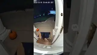 🐱 Cats vs White House! Doorbell Chaos Caught on CCTV