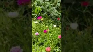 Sureh Al-Imran (official sound) By Qari Junaid voice student Hashir