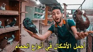 تجربة : مع أجمل و أحسن الأشكال في أنواع الحمام | سبحان الله 😍