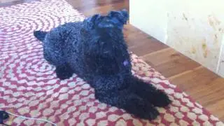 Kerry Blue Terrier
