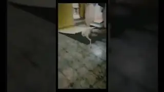 meme lucu || kumpulan video lucu bikin ngakak sakit perut #shorts #lucu #meme