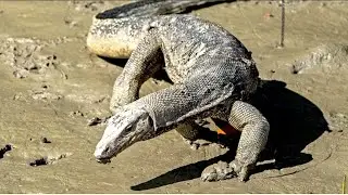 Ghorpad/Monitor Lizard /घोरपड
