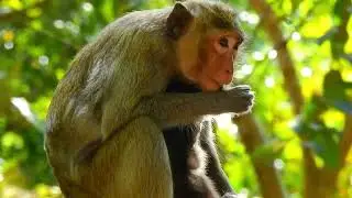 Unstoppable Mother&rsquo;s Love &ndash; Baby Monkey Protected at All Times 🥹🐵
