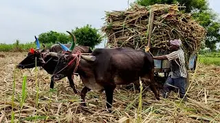 Black Bullock Cart mud stuck in heavy load sugarcane | cow videos vs ox