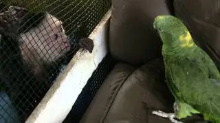 Monkey VS Bird