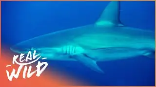 Saving Our Dying Ocean (Animal Conservation Documentary)