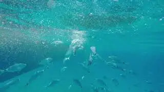Zeus Boat - Greece Kos Island boat trip