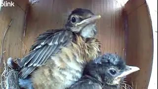 Robin Nest Watch  - August 6, 2025