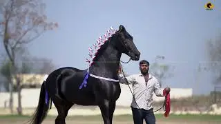 MARWARI HORSE II RAJ KESARI II DHILLON STUD FARM BARSAL II MANN HORSE PHOTOGRAPHY