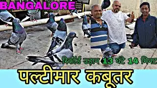 Tumbler Pigeons Of Bangalore | PaltiMaar Kabootar बैंगलोर का रिकॉर्ड 13 घंटे से ज़्यादा उड़ान
