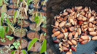 CARA SEMAI BIJI DURIAN YANG BENAR 100% TUMBUH