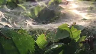 شاهکار یک عنکبوت کوچک در طبیعت   ||  Nature&rsquo;s Tiny Architect at Work