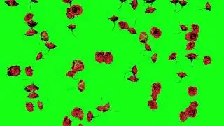 flowers falling green screen effects