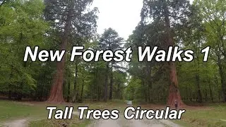 Tall Trees Circular New Forest