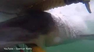 Impressive shark speed!