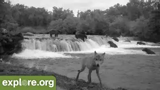 Brown Bears & Wolves hunt Salmon at NIGHT at Brooks Falls!  Watch on infrared cam.  Katmai, Alaska!