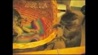 Quick Paws