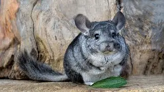 7 Awesome Native Animals in Uruguay