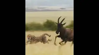 🐆🦌 #LeopardHunt #NatureInAction #WildlifeDrama#wild#nature#amazing#animal#viralvideo#