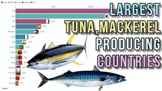 Largest tuna, mackerel producing countries