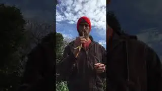 Wild Onion Identification (Regenerative Foraging)
