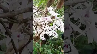 Black Bumble Bee Ambush #shorts #ytshorts #youtubeshorts  #darikandleo #bug #bee