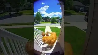 Watch How These Dogs Protect Their Baby 😭❤️ #shorts #babygirl