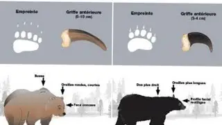 Grim Soul : La 2e exp&eacute;riences sur les rune de glace. Contre l'ours squelette