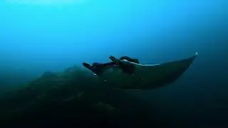 Manta Magic at Bajo Diablo, Costa Rica